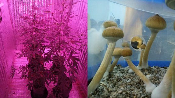 Una vecina los buchoneó y les encontraron marihuana y hongos alucinógenos en su casa