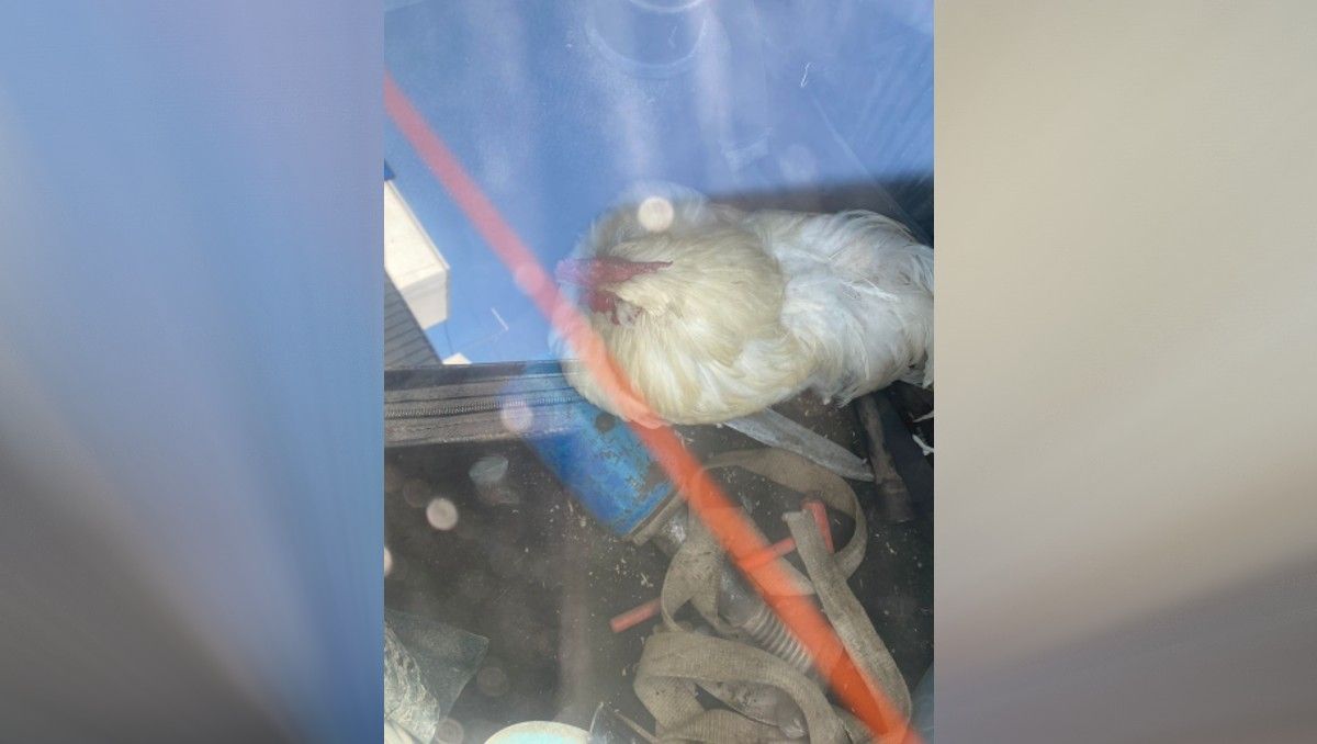 Hay gallo encerrado: el despliegue para rescatar un animal