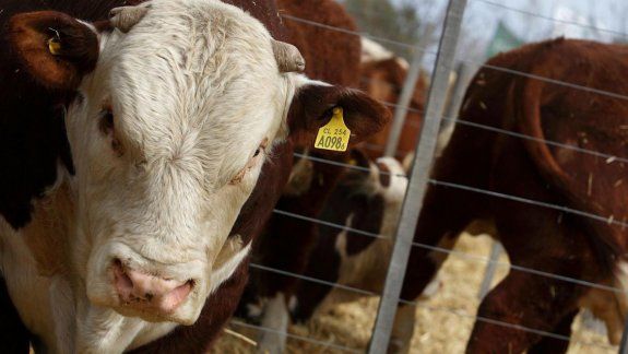 Río Negro abrió el mercado de Japón a la carne argentina