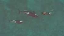 El momento exacto en que Juan Fiscina se topa con una orca y su cría en las aguas de Puerto Madryn, registrado desde el aire.
