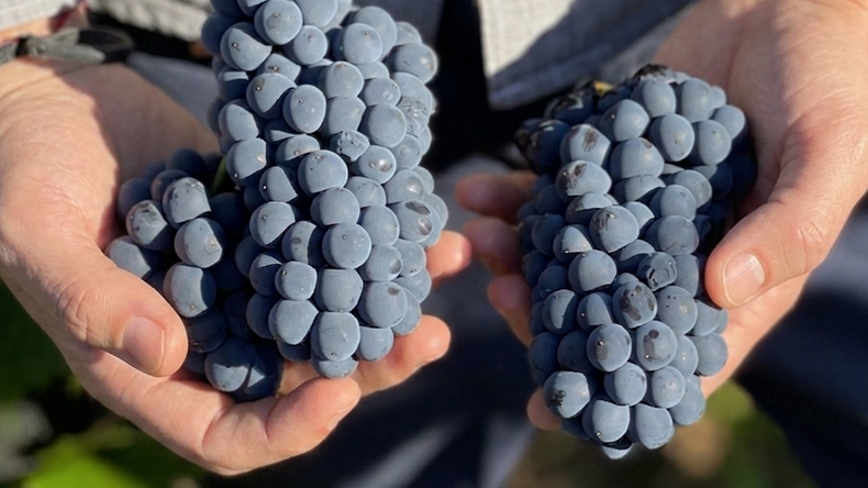Transformación en Patagonia: cómo un viñedo casi perdido produce vinos premiados mundialmente | LMCipolletti.com Transformación en Patagonia: cómo un viñedo casi perdido produce vinos premiados mundialmente