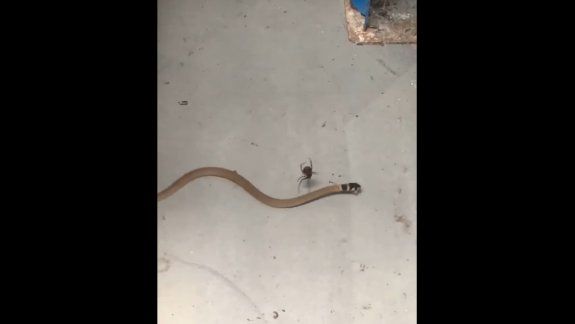 Una viuda negra atacó y mató a una serpiente venenosa