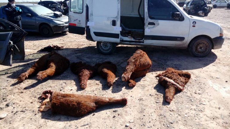 Confirmaron golpe a cuatreros que llevaban terneros faenados