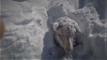 la nieve tapo a los animales en la linea sur