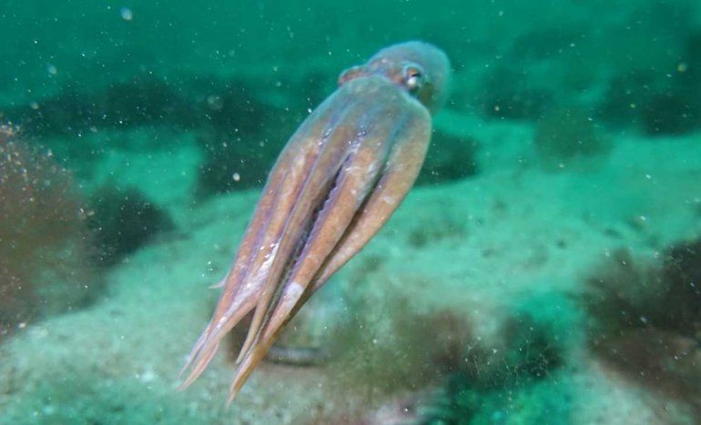 Un buzo marisquero se cruzó con dos ballenas en Las Grutas