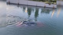 conductor borracho cayo con su auto al canal grande en roca